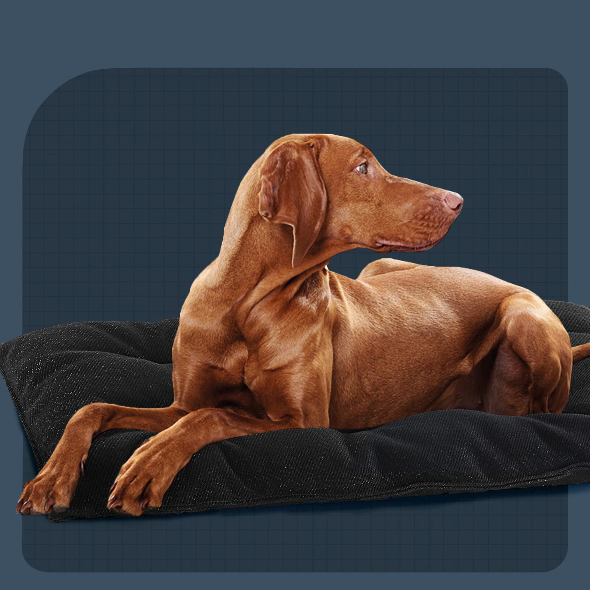 Customized Logo Plush Canvas Pet Mat Cat Cushion Dog Bed