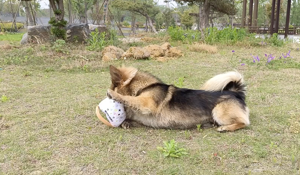 Custom pet toys bone shape plush samples video